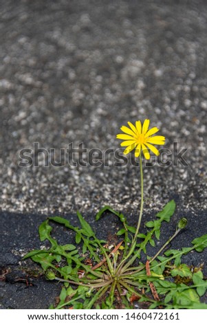 Similar – Mauerblümchen Farbfoto