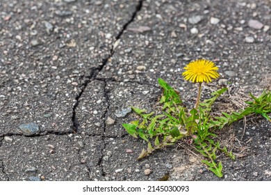 small yellow dandelion grows and blossoms on the gray sidewalk with cracks
