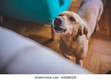 Small Yellow Dog Barking At Home