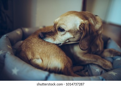 Small Yellow Dog Laying Down In Bed And Biting His Back