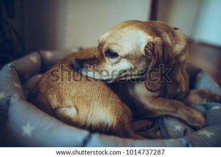 Small yellow dog laying down in bed and biting his back