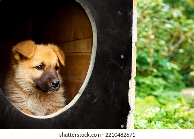 A Small Yellow Dog Looks Out From The Kennel. A Dog House Stands In The Yard Against A Background Of Blurred Green Grass And Trees. The Photo Is Blurred. High Quality Photo