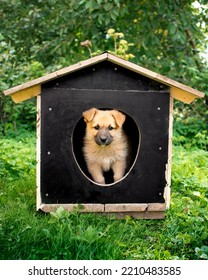 A Small Yellow Dog Looks Out From The Kennel. A Dog House Stands In The Yard Against A Background Of Blurred Green Grass And Trees. The Photo Is Blurred. High Quality Photo