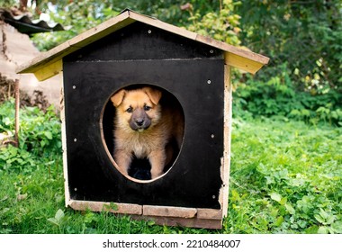 A Small Yellow Dog Looks Out From The Kennel. A Dog House Stands In The Yard Against A Background Of Blurred Green Grass And Trees. The Photo Is Blurred. High Quality Photo