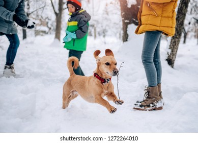 Small Yellow Dog Playing On The Snow