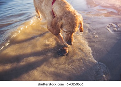 Small Yellow Dog Playing With A Shell In The Water