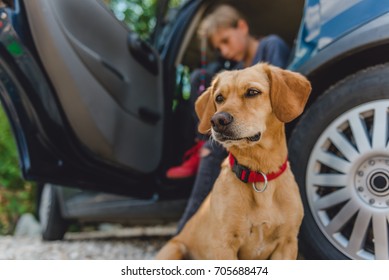 Small Yellow Dog Sitting By The Car