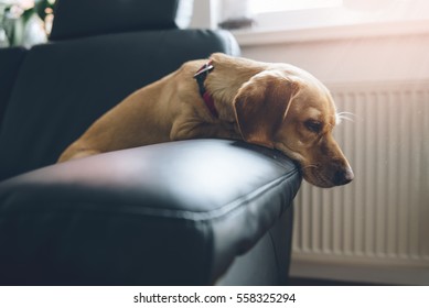 Small Yellow Dog Sitting On Black Sofa