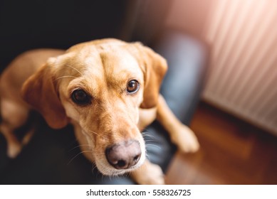 Small Yellow Dog Sitting On Black Sofa