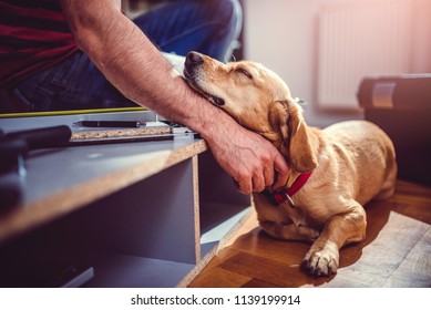 Small Yellow Dog Sleeping Beside His Owner During Kitchen Renovation