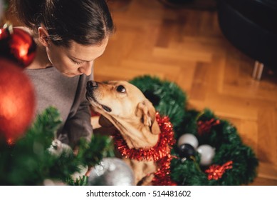 Small Yellow Dog Sniffing His Owner By The Christmas Tree