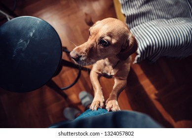 Small Yellow Dog Standing On Hind Legs Next To His Owner