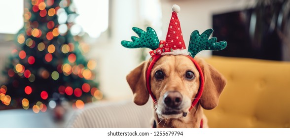 Small yellow dog wearing antlers sitting on the sofa by the Christmas tree