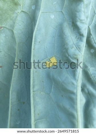 Small yellow eggs of the cabbage white butterfly (Pieris brassicae) on a light green cabbage leaf.