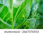 Small yellow eggs on the underside of a cabbage leaf, close-up.