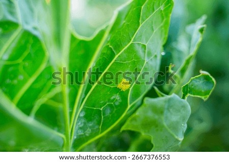 Small yellow eggs on the underside of a cabbage leaf, close-up.