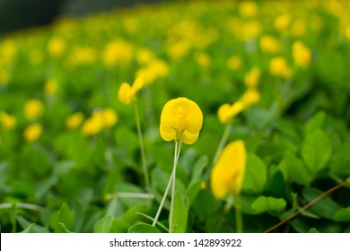 Small Yellow Flower  Pinto Peanut Plant