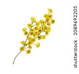 Small yellow flowers of berberis thunbergii isolated on white