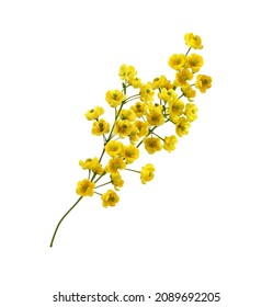Small yellow flowers of berberis thunbergii isolated on white