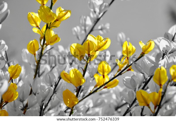 small yellow flowers black white background stock photo edit now 752476339 https www shutterstock com image photo small yellow flowers black white background 752476339