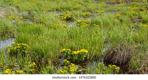 Swamp Yellow Flowers Hd Stock Images Shutterstock