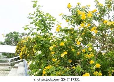 Small yellow flowers of Indonesian lantana in green garden, lantana flowers bloom on tree - Powered by Shutterstock