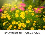 The Small yellow flowers, leaves, light green, the Sun is shining.