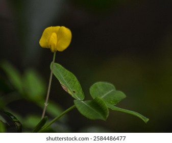 small yellow flowers with tiny stems and fresh green leaves
