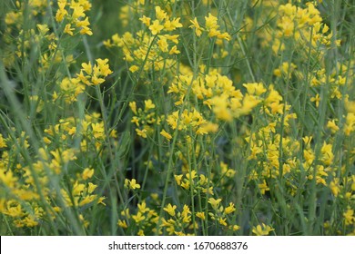 Small yellow flowers of wild cabbage (Brassica oleracea) - Shutterstock ID 1670688376
