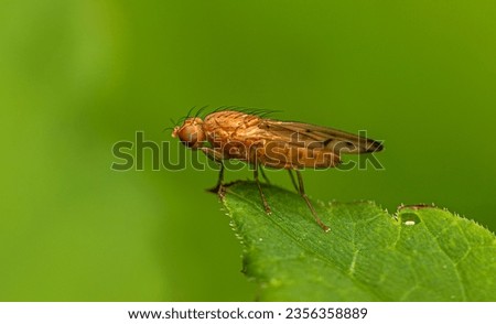 A small yellow fly with spotted wings sits on the edge of a green leaf in a thicket of grass on a summer evening.