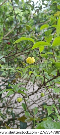 small yellow fruit hanging from a thin brach with green leaves.