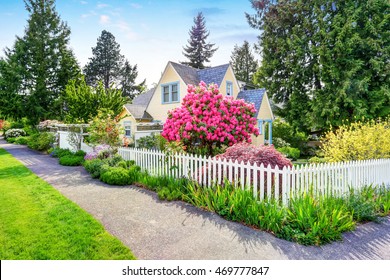 Small Yellow House Exterior With White Picket Fence And  Blooming Rhododendron. Northwest,USA