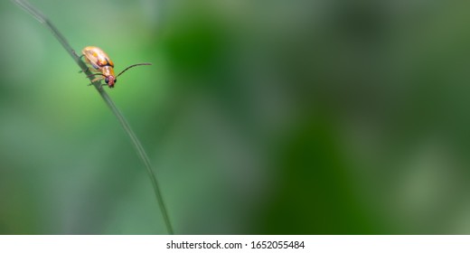 Small yellow insect looking at the camera on a narrow leaf, wide and blurred background