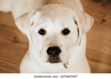 Small Yellow Lab Puppy Indoors