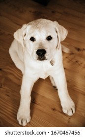 Small Yellow Lab Puppy Indoors