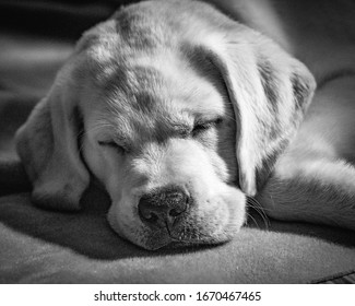 Small Yellow Lab Puppy Sleeping Indoors