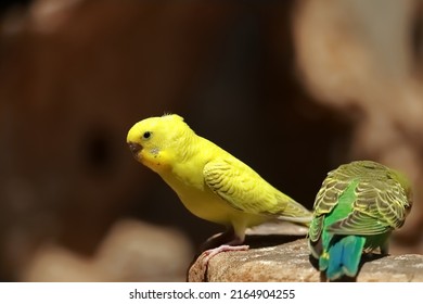 Small Yellow Parakeet On A Wooden Pole