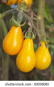 Small Yellow Pear Heirloom Tomato Ripening On The Vine Or Plant