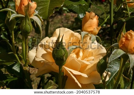 Small yellow rose with buds. Selective focus. High quality photo