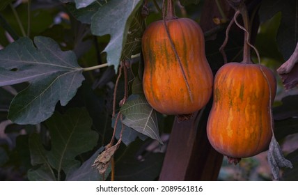                  A Small Yellow Squash Plant, Two Squash Standing Side By Side              