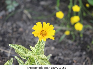 A Small Yellow Sunflower Like Flower With Light Green And Dark Green Leaves And Brown Mulch And Yellow Flowers In The Background.