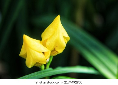 Small Yellow Walking Iris Flower That Hasn't Bloomed Yet. 
