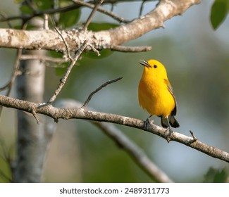 A small yellow warbler bird perched on a tree branch against a backdrop of lush green foliage - Powered by Shutterstock