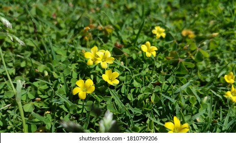 Oxalis Stricta Images Stock Photos Vectors Shutterstock