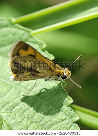 Small, yellowish-brown skipper butterfly (likely Potanthus sp.) resting on a leaf in Indonesia.