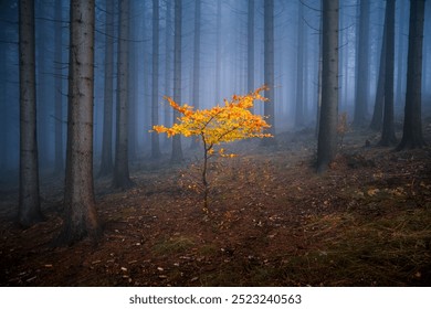 Small yellow-leaved tree standing alone among tall trees in a foggy forest. Dense fog creates a mystical atmosphere. Ground covered with fallen leaves and grass. - Powered by Shutterstock