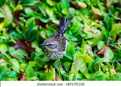 A Small Yellow-Rumped Warbler Standing On A Luscious Patch Of Grass In Wilmington, NC