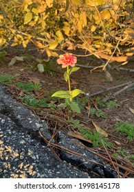 A Small Yet Beautiful Flower On The Side Of A Rural Town Road.