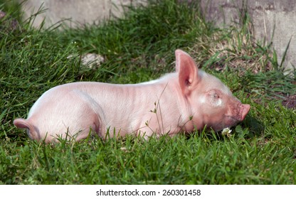 A Small Yorkshire Piglet Outside In The Grass On A Summer Day