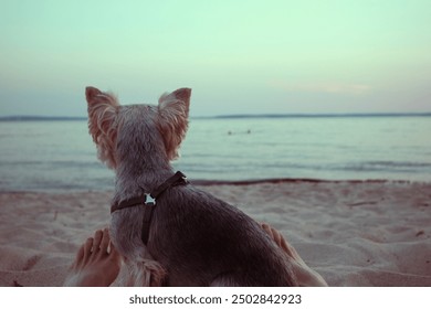 A small Yorkshire terrier dog sits on a sandy seashore with owner looking into a distance in anticipation. Relaxing on a beach on sunset. Calm joy. - Powered by Shutterstock